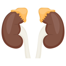 Kidney icon