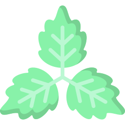 Ivy icon