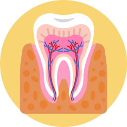 臼歯冠 icon