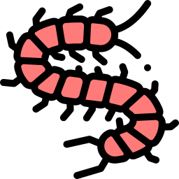 scolopendra icoon