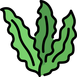 Seaweed icon