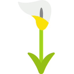 calla lily ikona