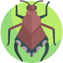 Insect icon