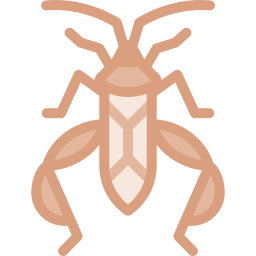 coreidae icono
