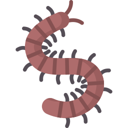 mille-pattes Icône