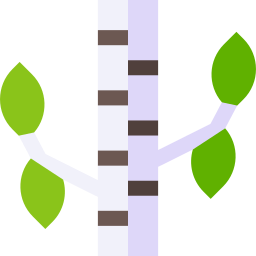 Birch icon