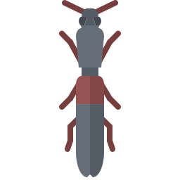 Beetle icon