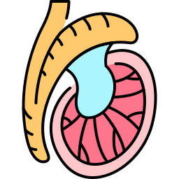 睾丸 icon