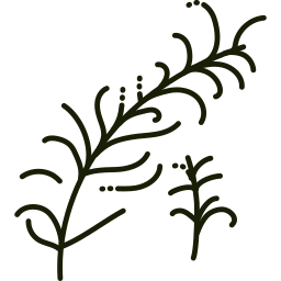 Rosemary icon