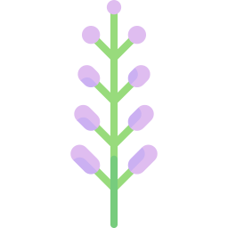 lavanda icona