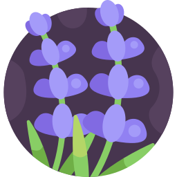 lavendel icon