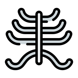gabbia toracica icona