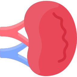 脾臓 icon