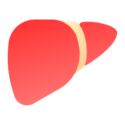 fígado Ícone