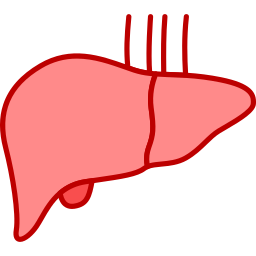 Órgão do fígado Ícone