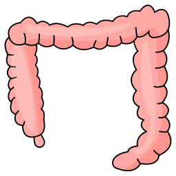 intestino crasso icona