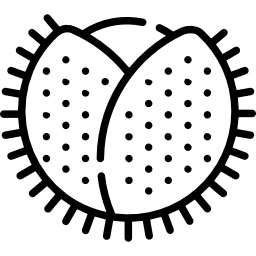 castagna icona