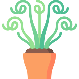 Albuca frizzle sizzle icon