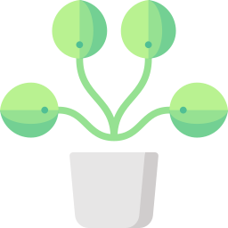 Pilea icon