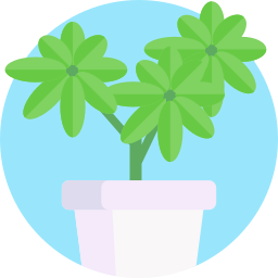 Umbrella plant icon