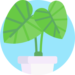 Elephant ear icon