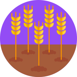 Wheat plant icon