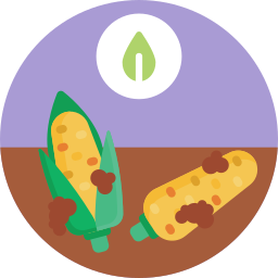 Corn icon