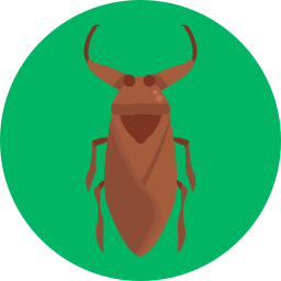 Water bug icon