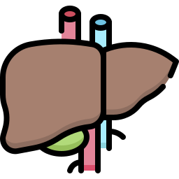 hígado icono