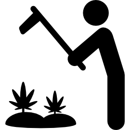 plantación de marihuana icono