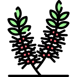 Callistemon viminalis icon