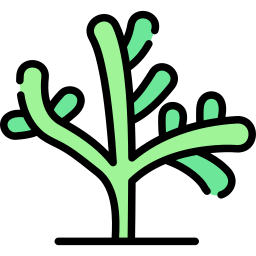 mesembryanthemum cryptanthum ikona