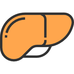 Liver icon