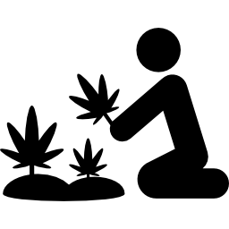 piante di marijuana icona
