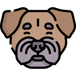 Border terrier icon