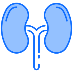 Kidneys icon