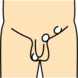 Masculine organs icon