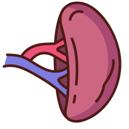 Spleen icon