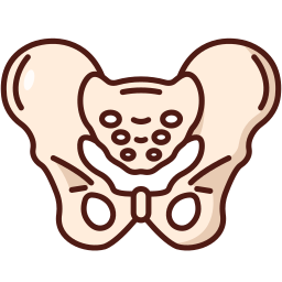 pelvis icono