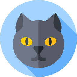 ブリティッシュショートヘアの猫 icon