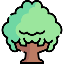 Beech icon