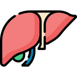 Liver icon