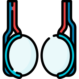 Testicle icon