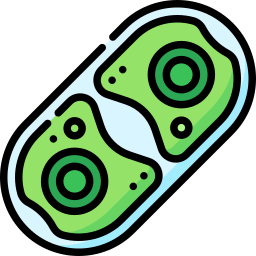 Cylindrocystis icon