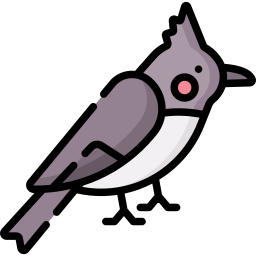 Bulbul icon