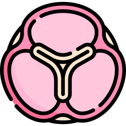 aortenklappe icon