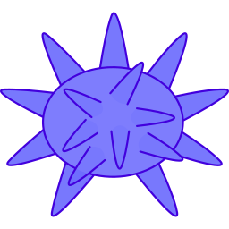 Sea urchin icon