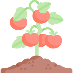 tomates Icône