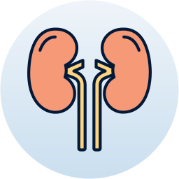 Kidney icon