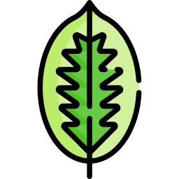 Ficus elastica icon